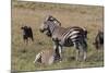 A21C1704Zebra - Burchells-Bob Langrish-Mounted Giclee Print