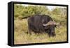 A21C1729Cape Buffalo-Bob Langrish-Framed Stretched Canvas