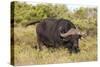 A21C1729Cape Buffalo-Bob Langrish-Stretched Canvas