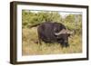 A21C1729Cape Buffalo-Bob Langrish-Framed Giclee Print