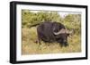 A21C1729Cape Buffalo-Bob Langrish-Framed Giclee Print
