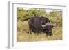 A21C1729Cape Buffalo-Bob Langrish-Framed Giclee Print