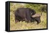 A21C1730Cape Buffalo-Bob Langrish-Framed Stretched Canvas