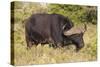 A21C1730Cape Buffalo-Bob Langrish-Stretched Canvas