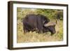 A21C1730Cape Buffalo-Bob Langrish-Framed Giclee Print