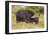 A21C1730Cape Buffalo-Bob Langrish-Framed Giclee Print