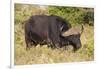 A21C1730Cape Buffalo-Bob Langrish-Framed Giclee Print