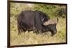 A21C1730Cape Buffalo-Bob Langrish-Framed Giclee Print