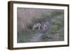 A21C1734Black-backed Jackal-Bob Langrish-Framed Giclee Print