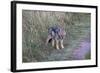 A21C1741Black-backed Jackal-Bob Langrish-Framed Giclee Print