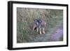 A21C1741Black-backed Jackal-Bob Langrish-Framed Giclee Print