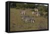 A21C1749Zebra - Burchells-Bob Langrish-Framed Stretched Canvas