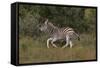 A21C1759Zebra - Burchells-Bob Langrish-Framed Stretched Canvas