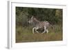 A21C1759Zebra - Burchells-Bob Langrish-Framed Giclee Print