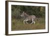 A21C1759Zebra - Burchells-Bob Langrish-Framed Giclee Print