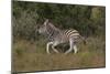 A21C1759Zebra - Burchells-Bob Langrish-Mounted Giclee Print