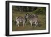 A21C1792Zebra - Burchells-Bob Langrish-Framed Giclee Print