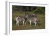 A21C1792Zebra - Burchells-Bob Langrish-Framed Giclee Print