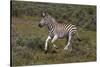 A21C1851Zebra - Burchells-Bob Langrish-Stretched Canvas