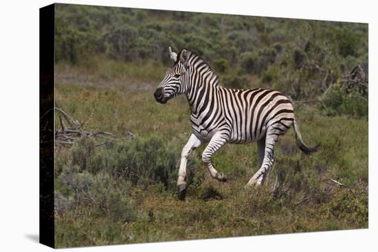 A21C1851Zebra - Burchells-Bob Langrish-Stretched Canvas