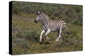 A21C1851Zebra - Burchells-Bob Langrish-Stretched Canvas