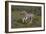 A21C1851Zebra - Burchells-Bob Langrish-Framed Giclee Print