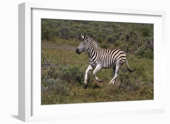 A21C1851Zebra - Burchells-Bob Langrish-Framed Giclee Print