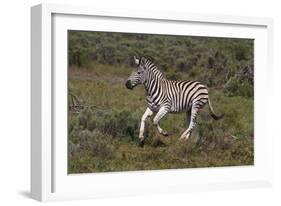 A21C1851Zebra - Burchells-Bob Langrish-Framed Giclee Print