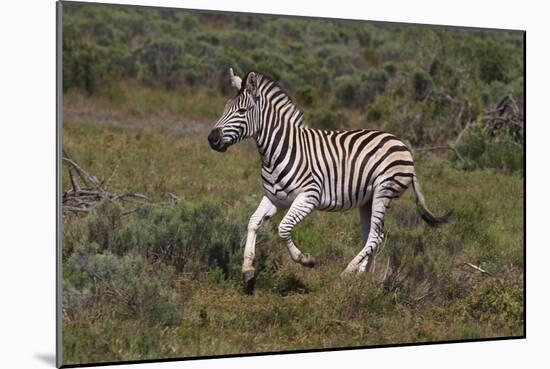 A21C1851Zebra - Burchells-Bob Langrish-Mounted Giclee Print