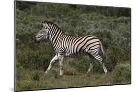 A21C1868Zebra - Burchells-Bob Langrish-Mounted Giclee Print