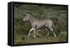 A21C1868Zebra - Burchells-Bob Langrish-Framed Stretched Canvas