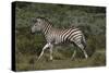 A21C1868Zebra - Burchells-Bob Langrish-Stretched Canvas