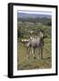 A21C1888Zebra - Burchells-Bob Langrish-Framed Giclee Print