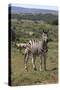 A21C1888Zebra - Burchells-Bob Langrish-Stretched Canvas