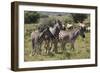 A21C1897Zebra - Burchells-Bob Langrish-Framed Giclee Print