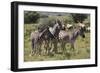 A21C1897Zebra - Burchells-Bob Langrish-Framed Giclee Print