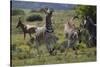 A21C1915Zebra - Burchells-Bob Langrish-Stretched Canvas