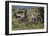 A21C1915Zebra - Burchells-Bob Langrish-Framed Giclee Print