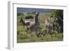 A21C1915Zebra - Burchells-Bob Langrish-Framed Giclee Print