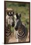 A21C1938Zebra - Burchells-Bob Langrish-Framed Giclee Print