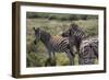 A21C1958Zebra - Burchells-Bob Langrish-Framed Giclee Print