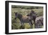 A21C1958Zebra - Burchells-Bob Langrish-Framed Giclee Print