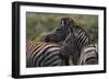 A21C1959Zebra - Burchells-Bob Langrish-Framed Giclee Print