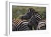 A21C1959Zebra - Burchells-Bob Langrish-Framed Giclee Print