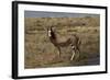 A21C2010Blesbok-Bob Langrish-Framed Giclee Print