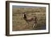 A21C2010Blesbok-Bob Langrish-Framed Giclee Print