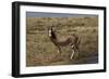 A21C2010Blesbok-Bob Langrish-Framed Giclee Print