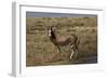 A21C2010Blesbok-Bob Langrish-Framed Giclee Print