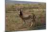 A21C2010Blesbok-Bob Langrish-Mounted Giclee Print