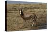 A21C2010Blesbok-Bob Langrish-Stretched Canvas